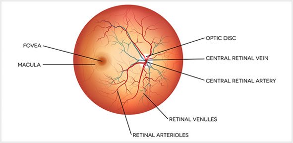 Vitreo Retinal